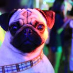 welke kleuren zien honden