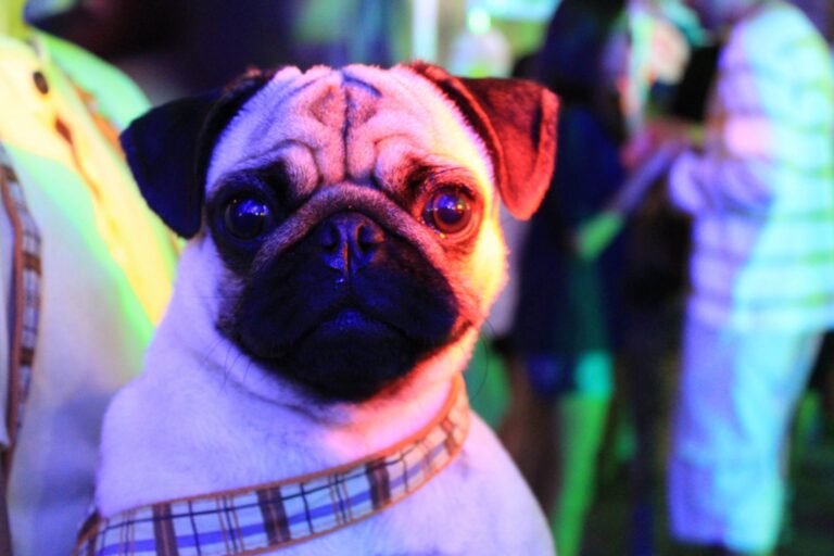 welke kleuren zien honden