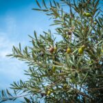 olijfboom binnen als kamerplant