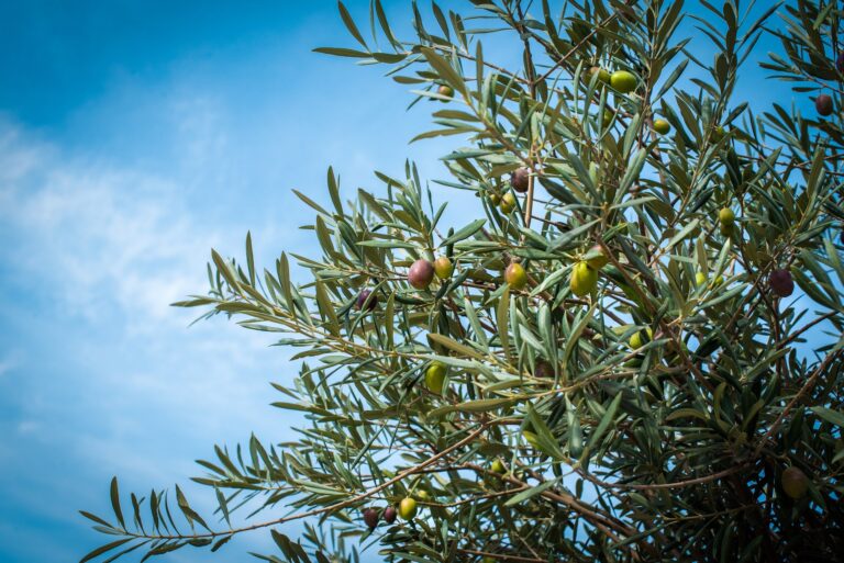 olijfboom binnen als kamerplant